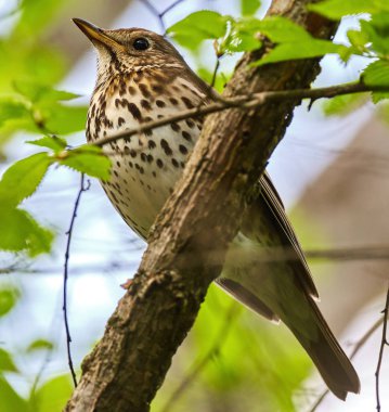 Song thrush on branch clipart