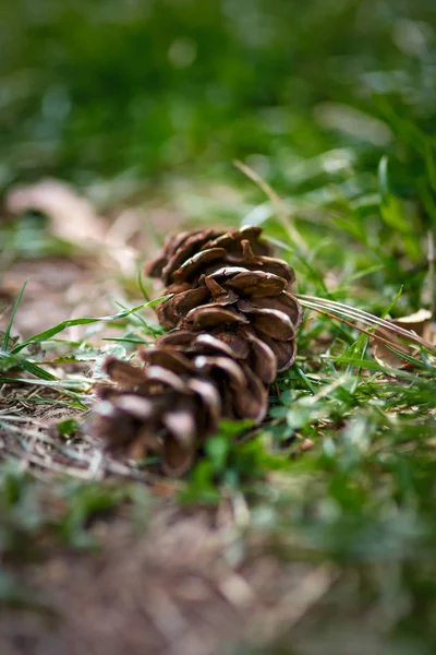 Cône de pin dans l'herbe — Photo