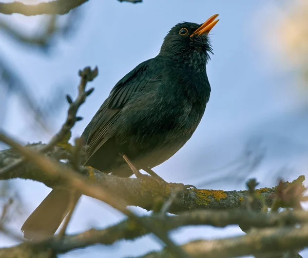 Чорний птах співає на гілці — стокове фото