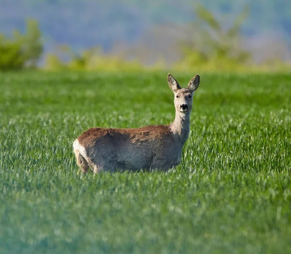 Roebuck na polu pszenicy — Zdjęcie stockowe