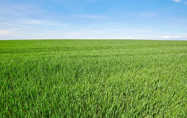 Genç buğday çimen — Stok fotoğraf