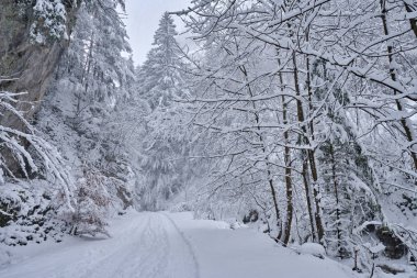 Ormanı karlı yol  