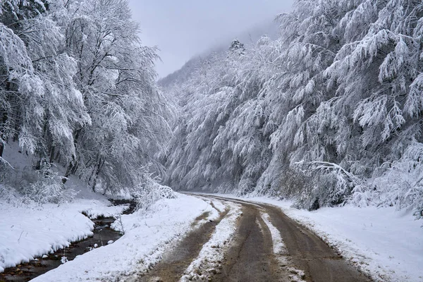 Snowy road through forest — Stock Photo, Image