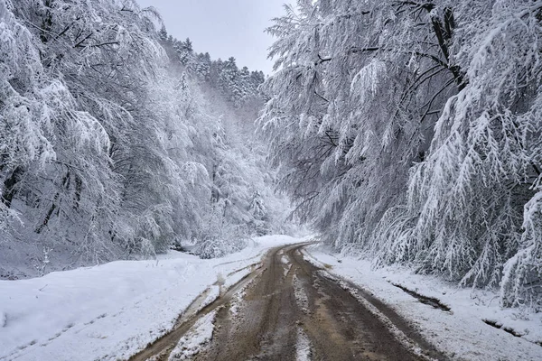 Snöig väg genom skogen — Stockfoto