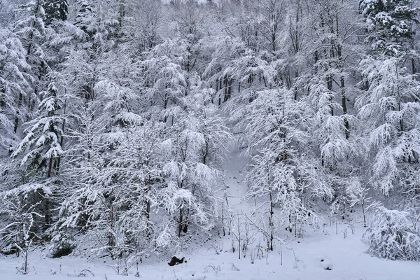 Снежный лес в горах — стоковое фото