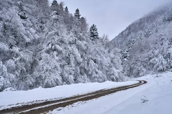 Snowy road through forest — Stock Photo, Image