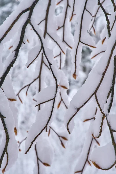 晚雪下的小枝 — 图库照片