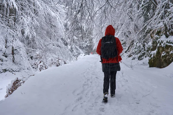 Kadın uzun yürüyüşe çıkan kimse karlı izinde — Stok fotoğraf