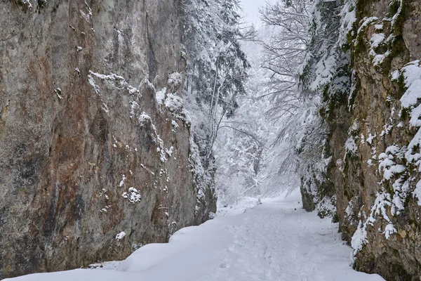 Снігова стежка через каньйон — стокове фото