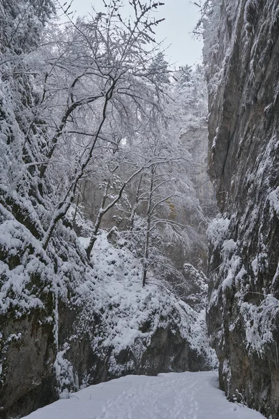 Snowy trail through canyon — Stock Photo, Image