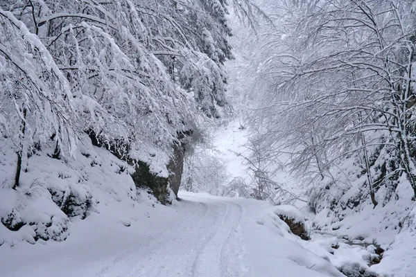 Snöig väg genom skogen — Stockfoto