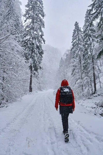 Kvinna hiker på snöiga spår — Stockfoto