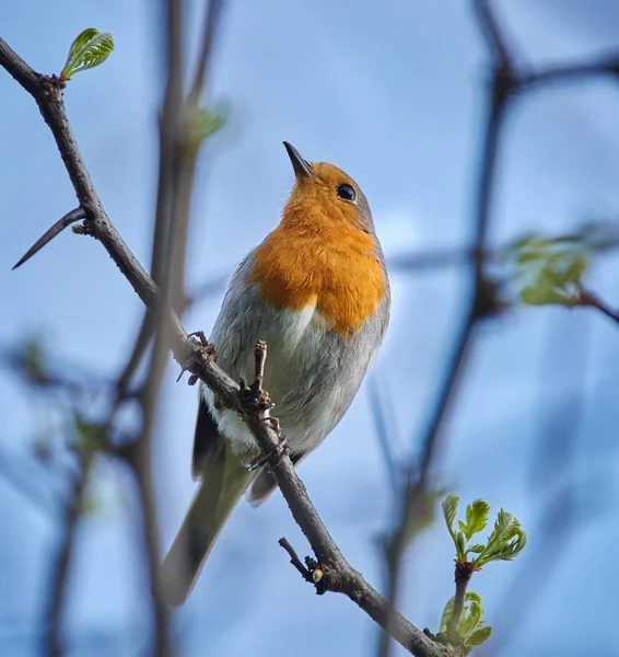 European robin on twig — Stock Photo, Image