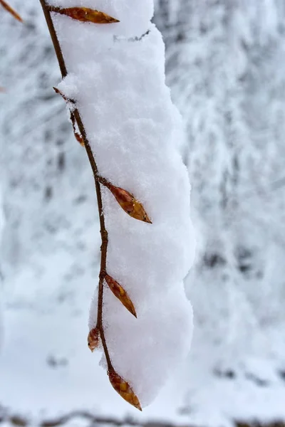 Twigs under late snow — Stock Photo, Image