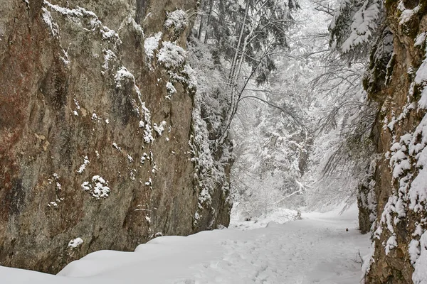Snowy szlak przez Kanion — Zdjęcie stockowe