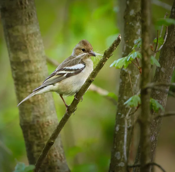 Pinson femelle perché sur la branche — Photo