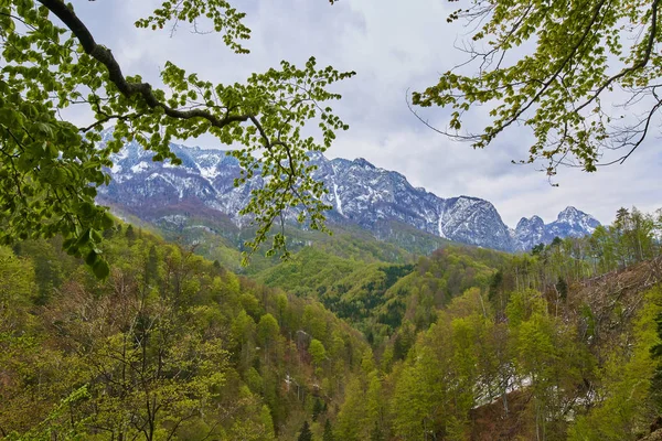 Montañas alpinas detrás del bosque — Foto de Stock