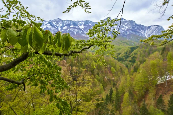 Alpine Berge hinter Wald — Stockfoto