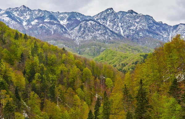 Alpine Berge hinter Wald — Stockfoto