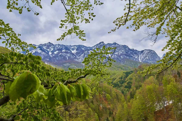 Альпійських гір позаду ліс — стокове фото