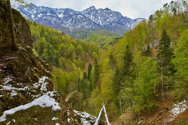 Alpesi hegyek mögött erdő — Stock Fotó