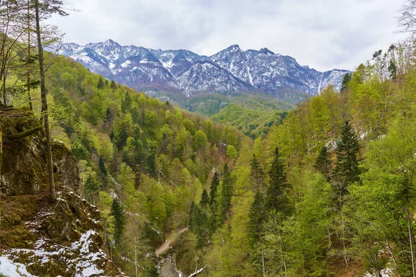 Montanhas alpinas atrás da floresta — Fotografia de Stock