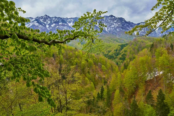 Alpesi hegyek mögött erdő — Stock Fotó