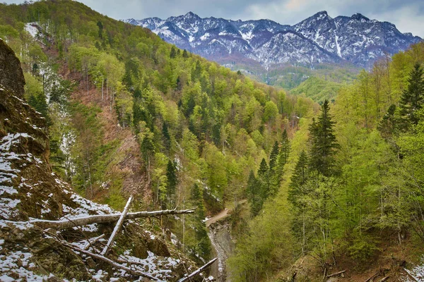Alpesi hegyek mögött erdő — Stock Fotó