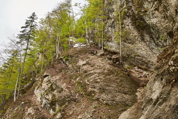 Landschaft mit Berg und Wald — Stockfoto