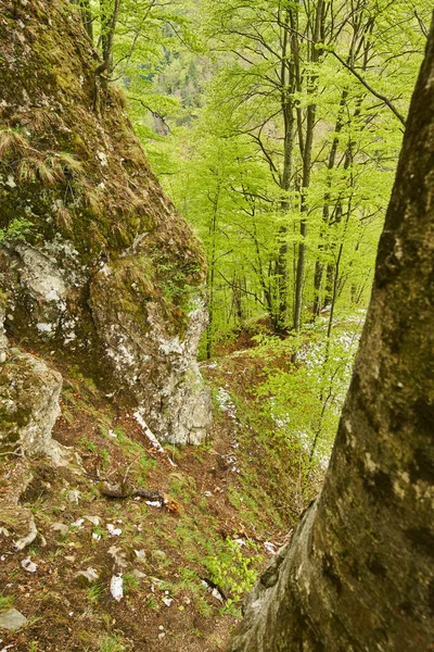 Paisaje con montaña y bosque — Foto de Stock