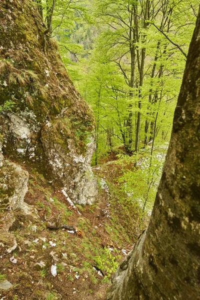 Landschap met bergen en bossen — Stockfoto