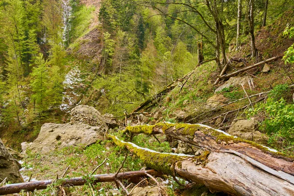 Berg en bos — Stockfoto