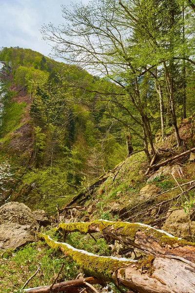 Горный и лиственный лес — стоковое фото
