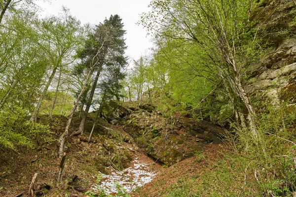 Montanha e floresta na primavera — Fotografia de Stock