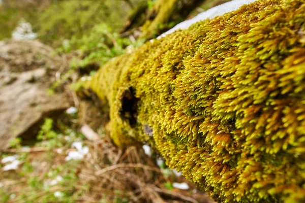 Montanha e floresta na primavera — Fotografia de Stock