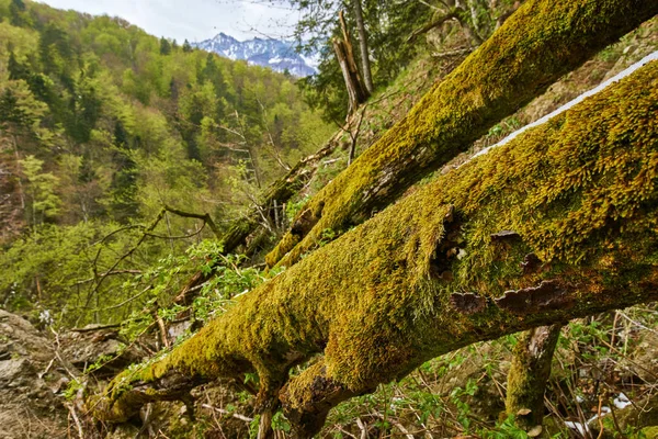 산과 숲 봄 — 스톡 사진