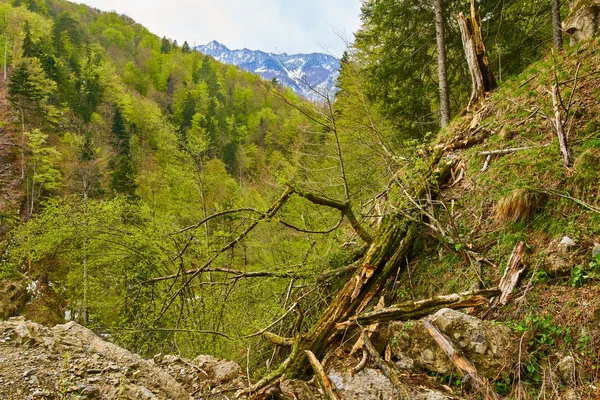 Hegyi és a zöld erdő — Stock Fotó