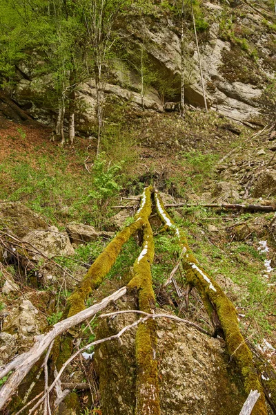 Hegyi és a zöld erdő — Stock Fotó