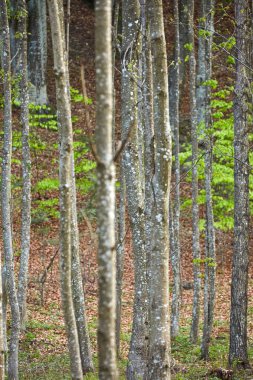Gürgen ağaçları yeşil orman