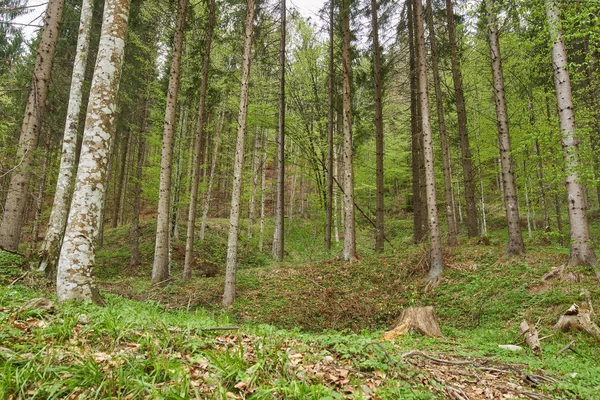 Floresta de árvores mistas — Fotografia de Stock