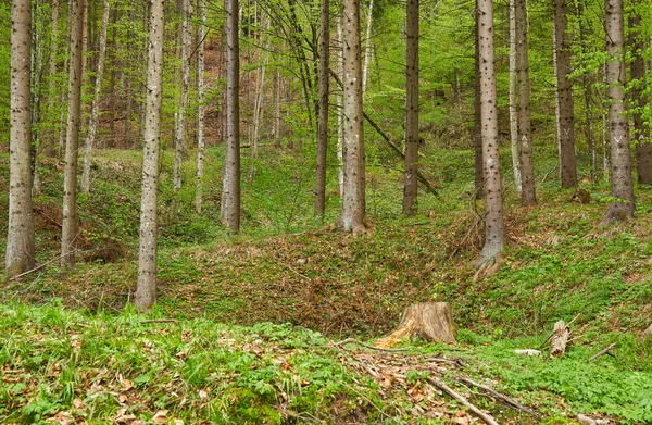 Floresta de árvores mistas — Fotografia de Stock