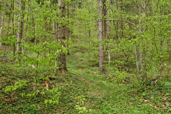 Forêt d'arbres mixtes — Photo