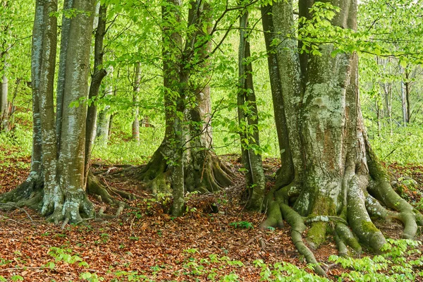 Gürgen ağaçları yeşil orman — Stok fotoğraf