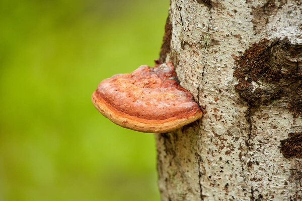 Red tinder on tree bark