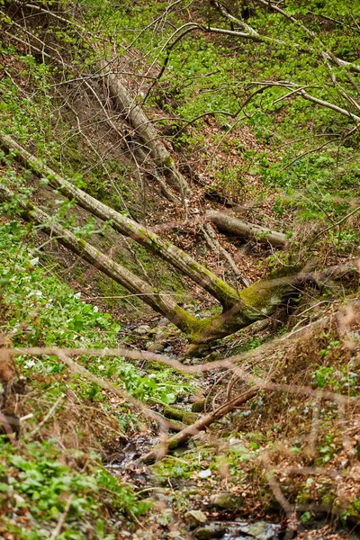 Fallen trees in forest — Stock Photo, Image