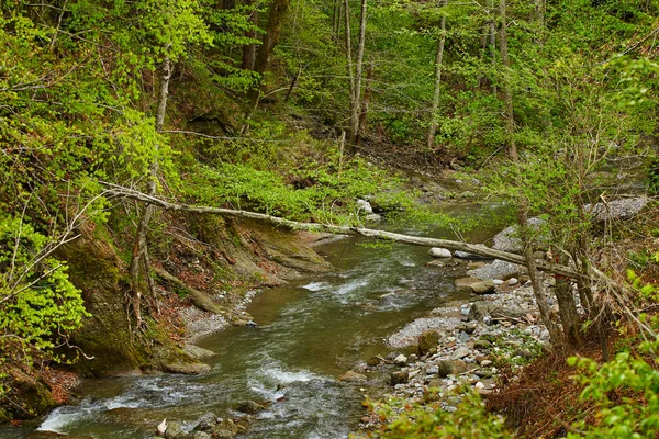 Гірська річка через ліс — стокове фото