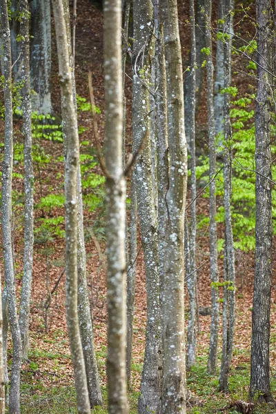 Groene woud van Carpinus-bomen — Stockfoto