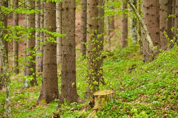 Les smíšený stromů — Stock fotografie