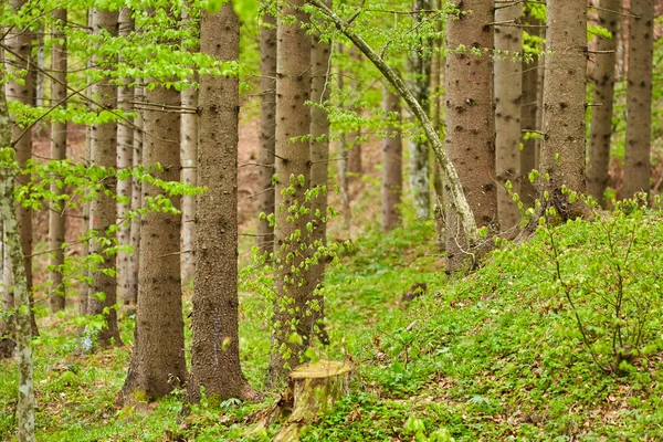 Árboles mixtos de hoja caduca y coníferas — Foto de Stock