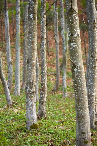 Hainbuchen im Frühling — Stockfoto